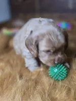 Buffy, a male Cocker Spaniel for sale in Hardy, AR – 9 of 10