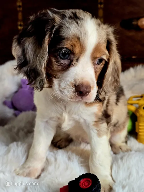 Princess  – Cocker Spaniel puppy for sale in Hardy, AR