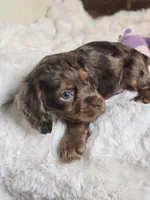 Moose Tracks, a male Cocker Spaniel for sale in Hardy, AR – 7 of 9