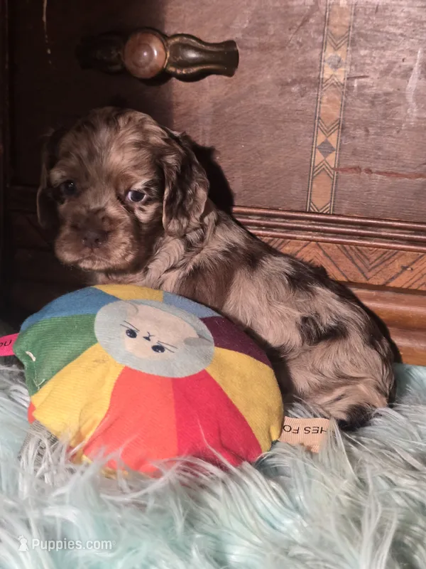 Bonnie – Cocker Spaniel puppy for sale in Hardy, AR