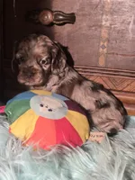 Bonnie, a female Cocker Spaniel for sale in Hardy, AR – 1 of 1