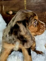 Heath, a male Cocker Spaniel for sale in Hardy, AR – 2 of 9