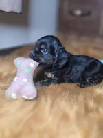 Midnight , a male Cocker Spaniel for sale in Hardy, AR – 7 of 10
