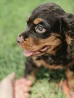 Adam, a male Cocker Spaniel for sale in Hardy, AR – 2 of 10
