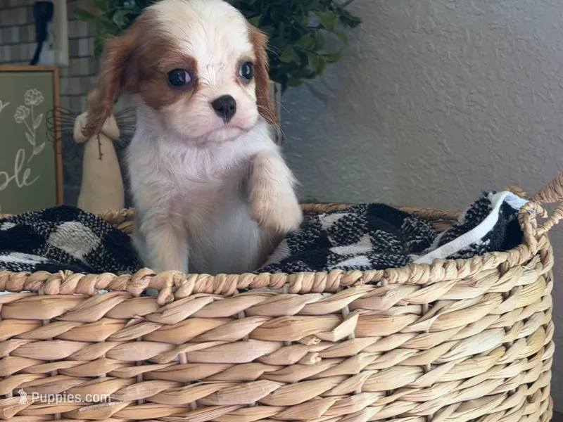 Emma – Cavalier King Charles Spaniel puppy for sale in Hardy, AR