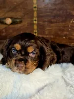 Holly, a female Cocker Spaniel for sale in Hardy, AR – 5 of 10