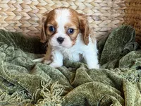 Isabella, a female Cavalier King Charles Spaniel for sale in Hardy, AR – 2 of 5