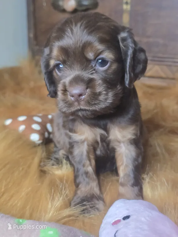 Izzy – Cocker Spaniel puppy for sale in Hardy, AR