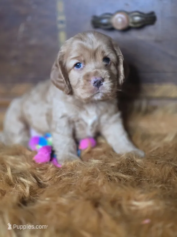 Buffy – Cocker Spaniel puppy for sale in Hardy, AR