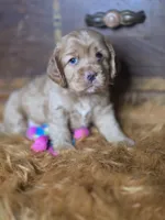 Buffy, a male Cocker Spaniel for sale in Hardy, AR – 1 of 10