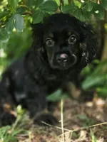 Cassy, a female Cocker Spaniel for sale in Hardy, AR – 6 of 10