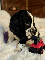 Pretty Boy, a male Cocker Spaniel for sale in Hardy, AR – 5 of 9