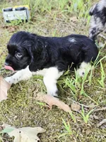 Flashy, a female Cocker Spaniel for sale in Hardy, AR – 7 of 10