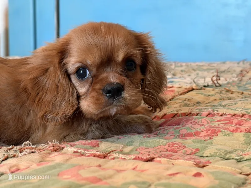 Miley – Cavalier King Charles Spaniel puppy for sale in Hardy, AR