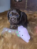 Izzy, a female Cocker Spaniel for sale in Hardy, AR – 5 of 10