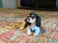 Sammy, a male Cavalier King Charles Spaniel for sale in Hardy, AR – 4 of 6