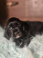 Snip, a female Cocker Spaniel for sale in Hardy, AR – 7 of 10