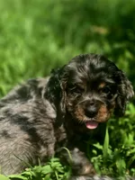 Sissy, a female Cocker Spaniel for sale in Hardy, AR – 2 of 10