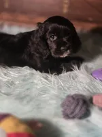 Snip, a female Cocker Spaniel for sale in Hardy, AR – 10 of 10