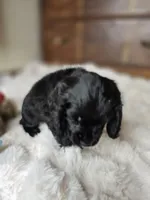 Midnight, a female Cocker Spaniel for sale in Hardy, AR – 2 of 8