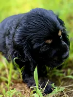 Laddy, a male Cocker Spaniel for sale in Hardy, AR – 8 of 9