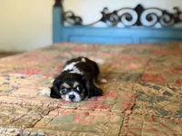 Sammy, a male Cavalier King Charles Spaniel for sale in Hardy, AR – 3 of 6