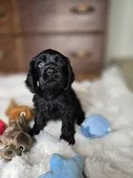 Midnight, a female Cocker Spaniel for sale in Hardy, AR – 3 of 8