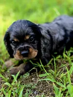 Beautiful Girl, a female Cocker Spaniel for sale in Hardy, AR – 6 of 9