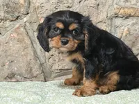 James, a male Cavalier King Charles Spaniel for sale in Hardy, AR – 5 of 5