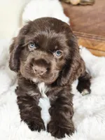 Hershey , a male Cocker Spaniel for sale in Hardy, AR – 8 of 9