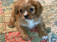 Murphy, a male Cavalier King Charles Spaniel for sale in Hardy, AR – 2 of 4