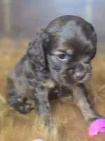 Izzy, a female Cocker Spaniel for sale in Hardy, AR – 6 of 10