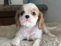 Harry, a male Cavalier King Charles Spaniel for sale in Hardy, AR – 2 of 5