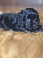 Ebony , a female Cocker Spaniel for sale in Hardy, AR – 6 of 10