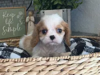 Maddie , a female Cavalier King Charles Spaniel for sale in Hardy, AR – 5 of 5