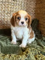 Jojo, a female Cavalier King Charles Spaniel for sale in Hardy, AR – 2 of 5