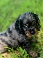 Sissy, a female Cocker Spaniel for sale in Hardy, AR – 8 of 10