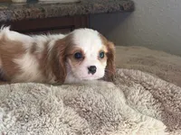 Lucy, a female Cavalier King Charles Spaniel for sale in Hardy, AR – 2 of 6