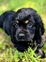 Happy, a female Cocker Spaniel for sale in Hardy, AR – 4 of 9