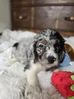 Izzy , a female Cocker Spaniel for sale in Hardy, AR – 2 of 10