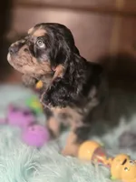Marshall, a male Cocker Spaniel for sale in Hardy, AR – 6 of 10