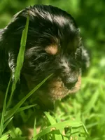 Beautiful Girl, a female Cocker Spaniel for sale in Hardy, AR – 2 of 9