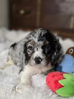 Izzy , a female Cocker Spaniel for sale in Hardy, AR – 3 of 10