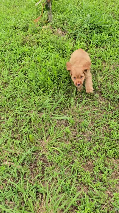 Buffy, a male Cocker Spaniel for sale in Hardy, AR – 8 of 8