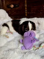 Moody, a male Cocker Spaniel for sale in Hardy, AR – 3 of 9