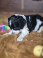Panda, a female Cocker Spaniel for sale in Hardy, AR – 9 of 9