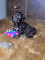 Akria, a female Cocker Spaniel for sale in Hardy, AR – 7 of 10