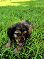 Alley, a female Cocker Spaniel for sale in Hardy, AR – 9 of 10