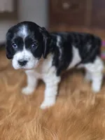 Panda, a female Cocker Spaniel for sale in Hardy, AR – 6 of 9