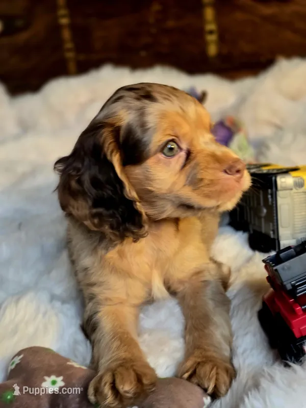 Cindy – Cocker Spaniel puppy for sale in Hardy, AR